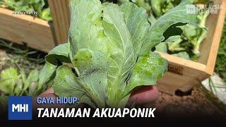 Tanaman Akuaponik  MHI 21 Oktober 2021