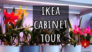 50 Orchids in one cabinet - Ikea Greenhouse Cabinet Tour