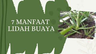 7 Manfaat Lidah Buaya  Tips Sehat