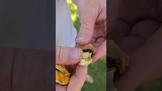 How to remove mango seed from husk. Sees goes flying