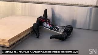 Watch an ant-inspired robot traverse various terrains  Science News