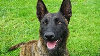 ALL YOU NEED TO KNOW ABOUT THE DUTCH SHEPHERD DOG