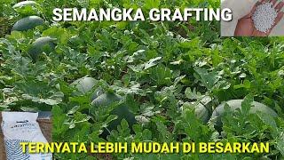 CARA MEMBESARKAN BUAH SEMANGKA GRAFTING TERNYATA LEBIH MUDAH & LEBIH CEPAT BESAR