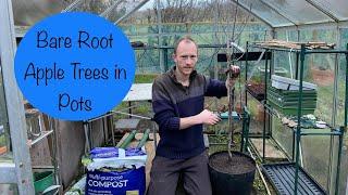 Planting Bare Root Apple Trees in Pots  Fruit Tree Container Garden