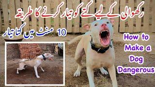 Dog Ko Aggrasive kesay karaye  Sirf 10 mints ki trainging  Simple and easy @punjabishok4499