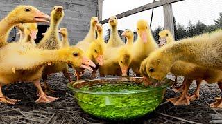 Goslings are Mesmerized by a Bowl of Peas