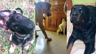 #3 Animal comedy dupsmash  Tamil Dubsmash  Musically Videos Tik Tok