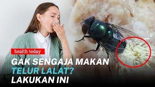 Bahaya Telur Lalat di Makanan Jika Tertelan Bisa Berkembang dalam Tubuh?  Health Today #96