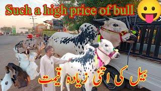 Such high cost of sacrificial animals#bull #beautiful #animals #chakswari #video #new