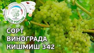 Сорт винограда Кишмиш 342.  Описание сорта винограда Кишмиш 342.