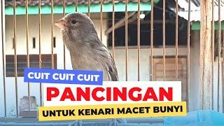 PANCINGAN KENARI CUIT CUIT NGEROLL PANJANG PALING JITU MERANGSANG BUNYI KENARI PAUD