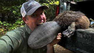 Hot and humid beaver swamp trapping. Beaver dog food.