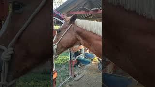 Cómo cepillar un caballo cuando no le alcanzas 