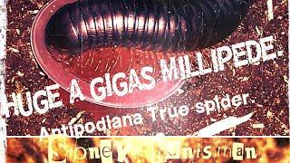 Huge A gigas Millipede+True spider+ Huntsman.