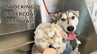 HUSKY MASSIVE Undercoat Removal