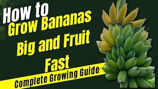 How To Grow Bananas Big and Fruit Fast  - Complete Growing Guide