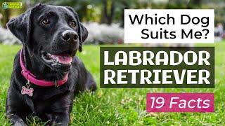 Is a Labrador Retriever the Right Dog Breed for Me? 19 Facts About Labrador Retrievers