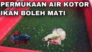 DUA CARA BERSIHKAN MINYAK DI BEKAS IKAN LAGA