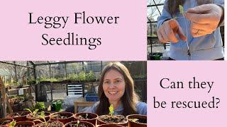 How To Fix Leggy Flower Seedlings  They Can Be Rescued