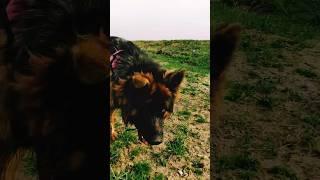 Our princessНаша принцесса #dog #vlog #shorts