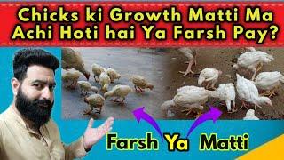 Aseel Chicks Ki Growth Matti Ma Achi Hoti hai Ya Pakki Jagah pay?