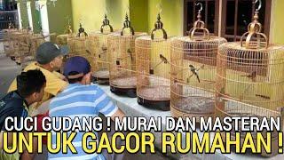 OBRAL  MURAI BATU GACOR DOR 1JT LEBIH BANYAK PILIHAN DI PASAR BURUNG PRAMUKA HARI INI