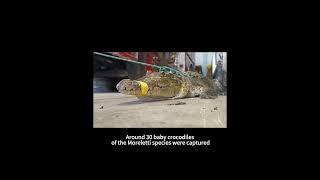 Rains drive crocodiles into Mexican cities 30 baby crocs captured