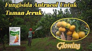 Fungisida Antracol Untuk Tanaman Jeruk