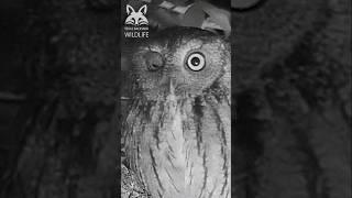 Screech owl falling asleep  Watch the owls eyes  #shorts