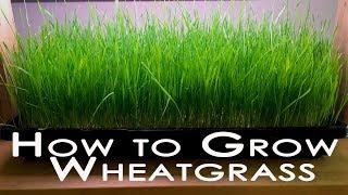 How To Grow Wheatgrass as a Microgreen Crop for Juice