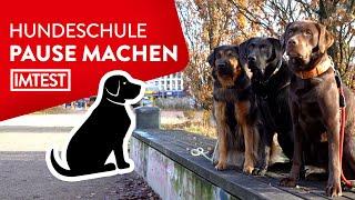 Hunde-Erziehung Der richtige Auslauf in der Pause  Tipps vom Trainer