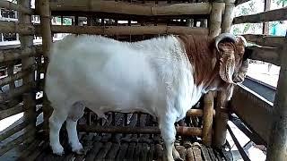 Pejantan boer ......mari breeding kambing pedaging