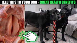 Feed This To Your Dog For Great Health Benefits