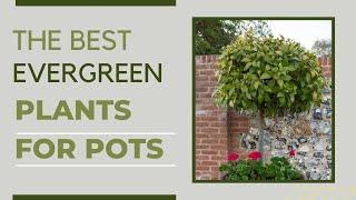 Low-Maintenance Evergreen Pots That Look Great All Year-Round
