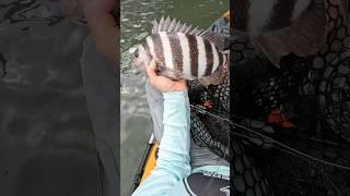 Sheepshead Fishing in NJ