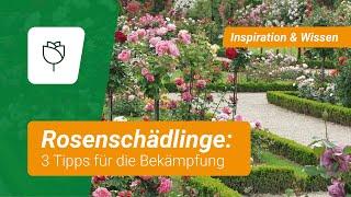 Rosenschädlinge bekämpfen 3 Experten-Tipps