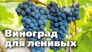 Неукрывной виноград для Урала и Сибири. Выносит самые суровые условия