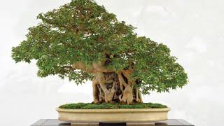 The most beautiful art bonsai in the world part 1- Những cây cảnh nghệ thuật đẹp nhất thế giới