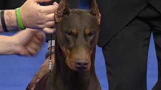 Doberman Pinscher 2018 National Dog Show Working Group