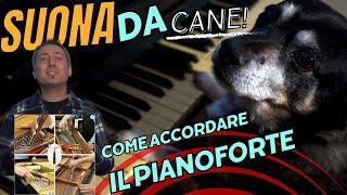 Suona da Cani Come accordare il Pianoforte