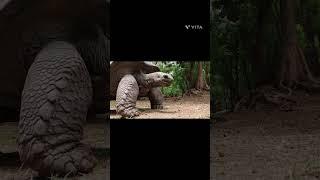 Giant Tortoise  in Galápagos Islandsविशाल कछुआದೈತ್ಯ ಆಮೆ