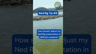 Unleash Your Fishing Skills with Ned Rig Tips #shorts #fishing #fishingtips