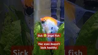 Very sad how she looks like an unhealthy angel fish  #viralshorts #angelfish