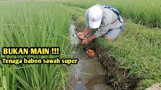 BUKAN MAIN  TENAGA BELUT BABON SAWAH SUPER INI BIKIN NAGIH