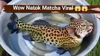 Wow Natok Matcha Viral video 