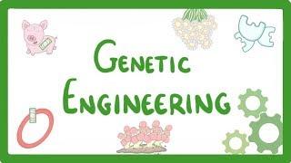 GCSE Biology - Genetic Engineering  #82