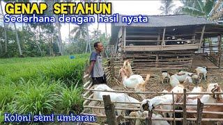 Gak Nyangka Di Tahun Pertama Sudah Merasakan Hasil Dari Ternak Kambing