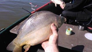 La carpe 2 - 3kg  à langlaise à létang de Diefenbach au printemps.