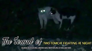 suara dua kucing jantan mau bertarung di malam hari  The sound of  two tomcats fighting at night