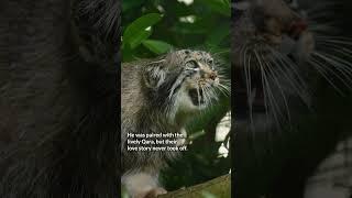 It is with heavy hearts that we share the passing of our male Pallas’ cat Jethro.